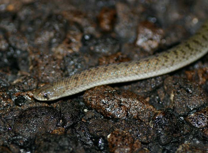 Mexican Hooknose Snake