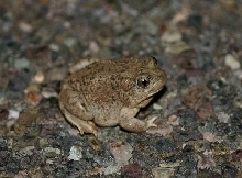 Mexican Spadefoot Toad