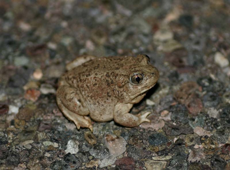 Mexican Spadefoot Toad