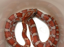 Hypo Miami Corn