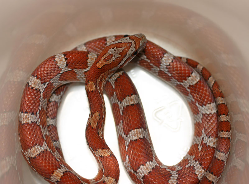 Hypo Miami Corn