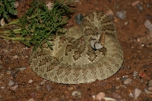 Mojave Rattlesnake