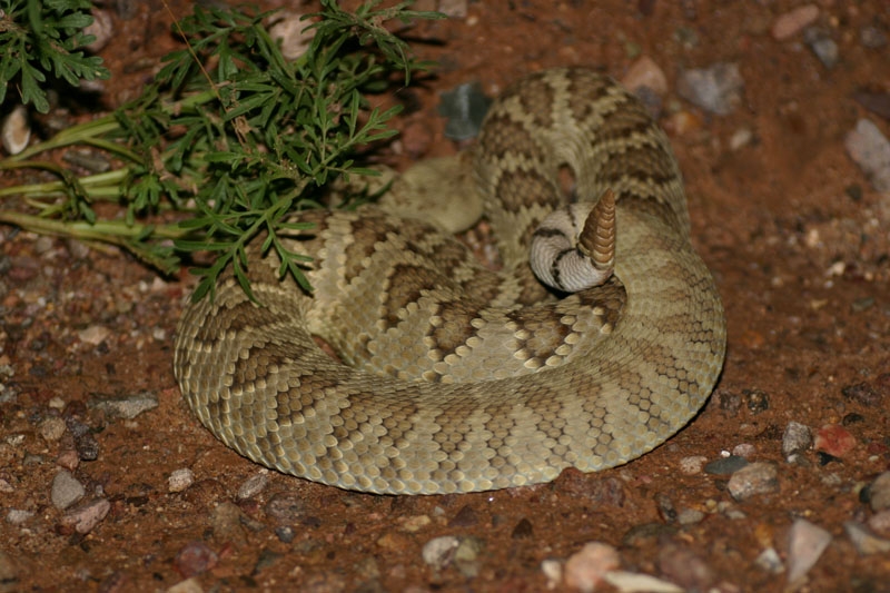 Mojave Rattlesnake