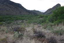 Foothills Habitat