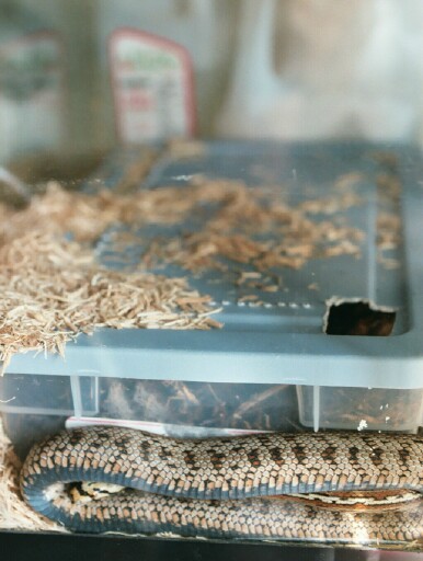 Nest Box Set-up