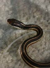 Northern Ribbon Snake