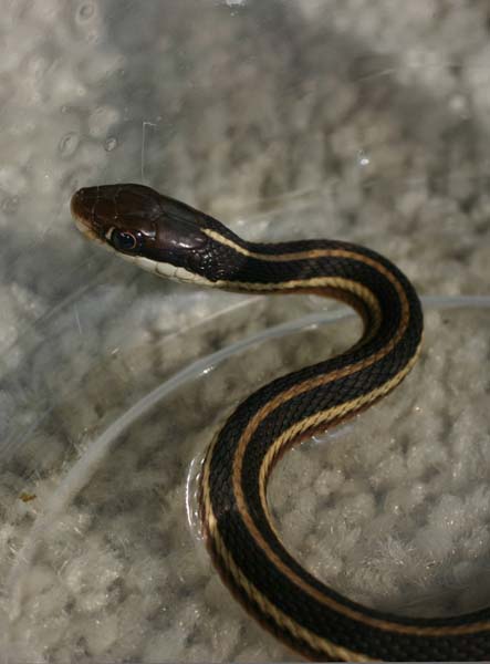 Northern Ribbon Snake