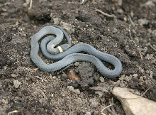 Northern Ringneck
