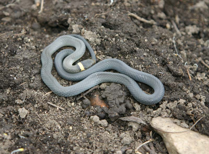 Northern Ringneck