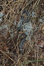 Northern Ringneck Snake