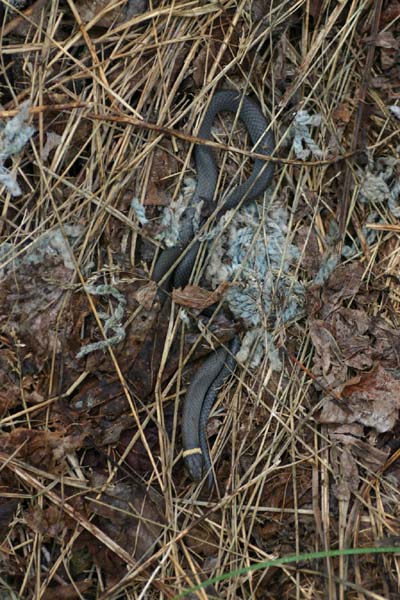 Northern Ringneck Snake