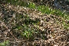 Northern Water Snake