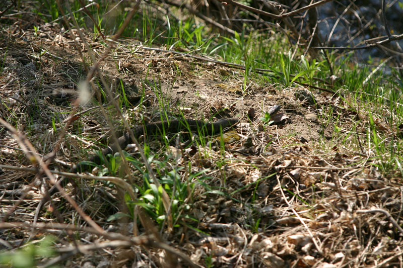 Northern Water Snake