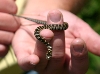 Northern Water Snake