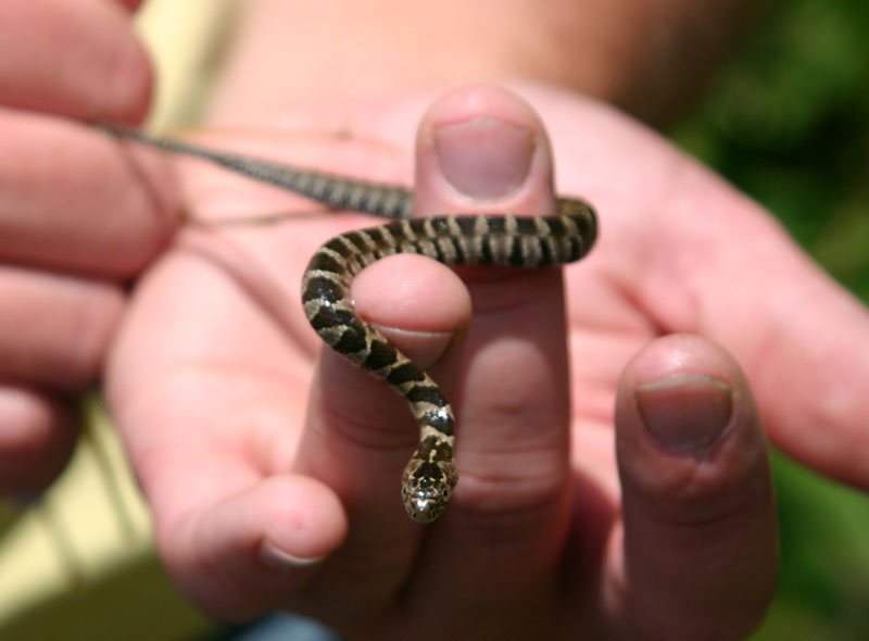 Northern Water Snake