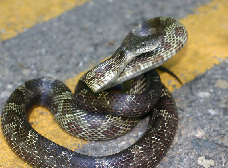 Black Ratsnake