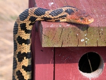 Eastern Fox Snake