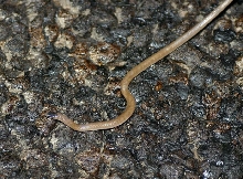 Plains Blackheaded Snake