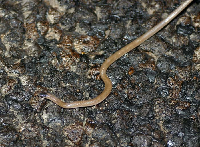 Plains Blackheaded Snake