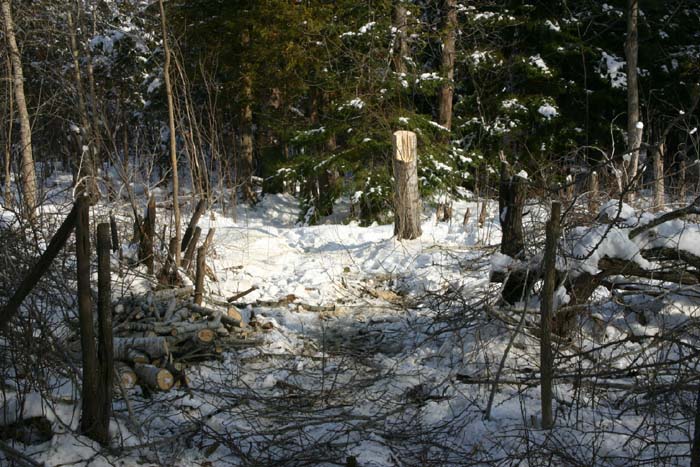 Trail Grooming