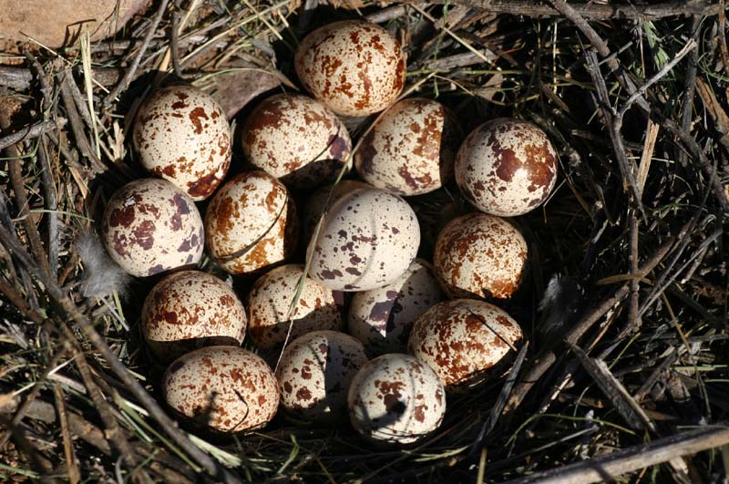 Quail Nest