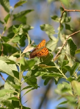 Question Mark Butterfly
