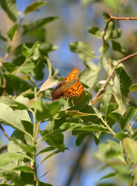 Question Mark Butterfly