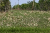 Eastern Massasauga Site