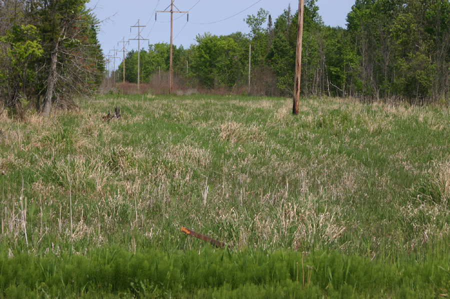 Eastern Massasauga Site