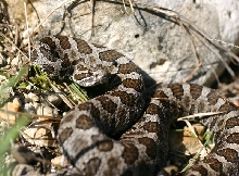 Eastern Massasauga