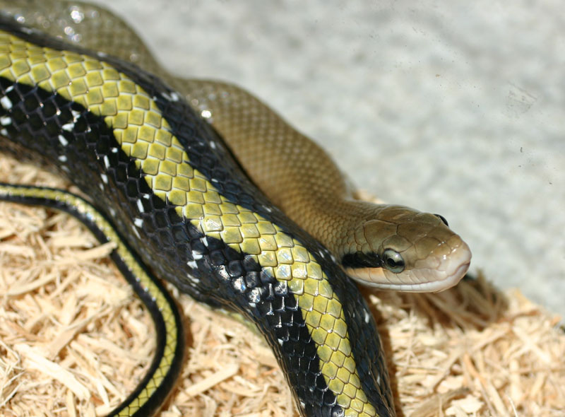 Chinese Stripe-tailed Ratsnake