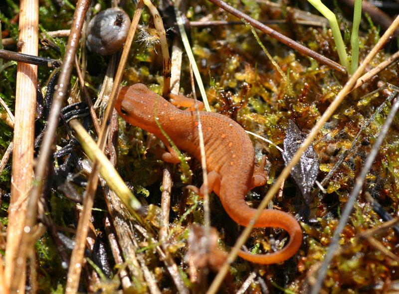 Central Newt