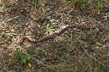 Red Milksnake