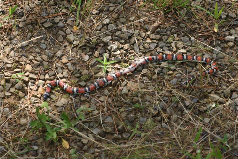 Red Milksnake