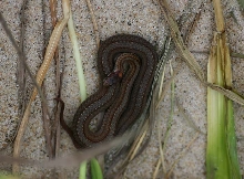 Redbelly Snake
