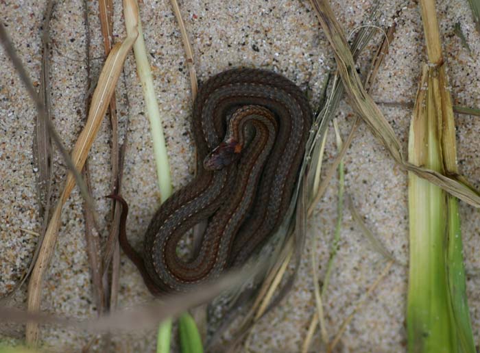 Redbelly Snake