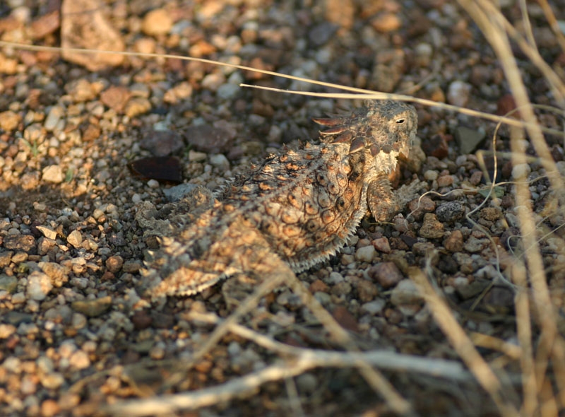 Regal Horned Lizard
