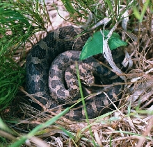 Eastern Massasauga