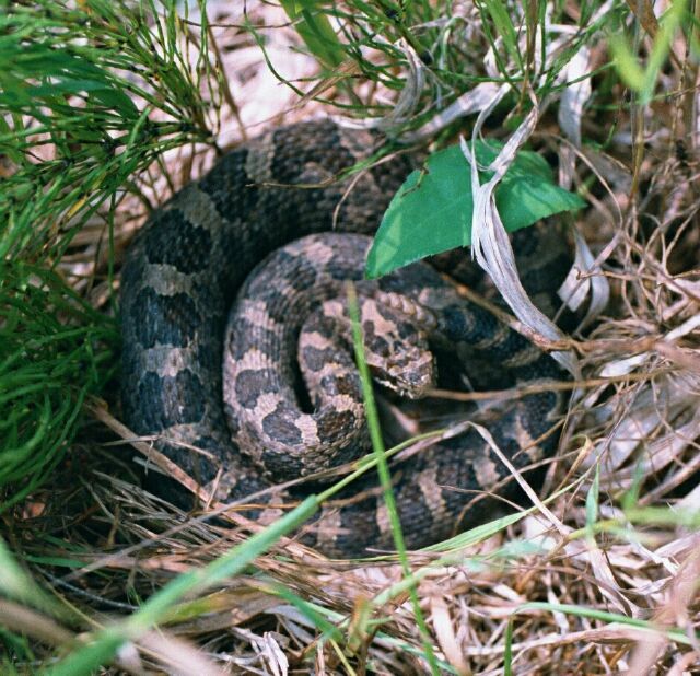 Eastern Massasauga