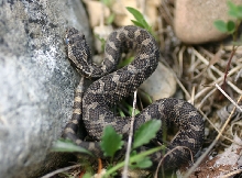 Eastern Massasauga