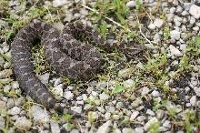 Eastern Massasauga