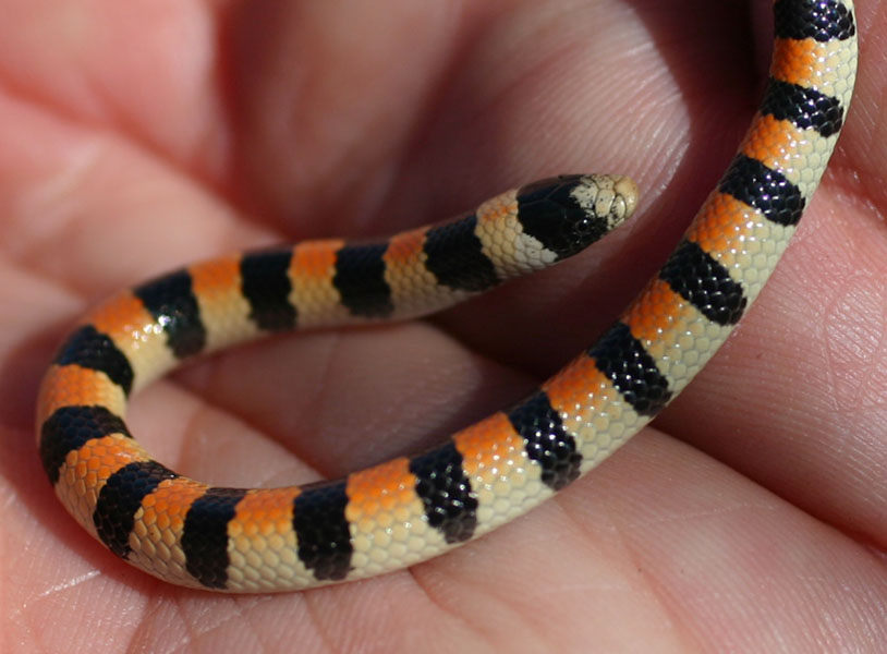 Variable Sand Snake
