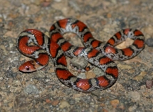Scarlet Snake