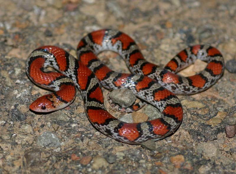 Scarlet Snake