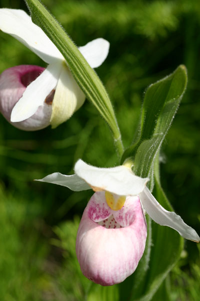 Showy Ladyslipper