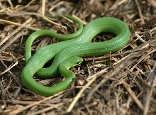 Smooth Green Snake