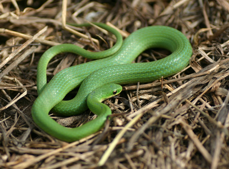 Smooth Green Snake