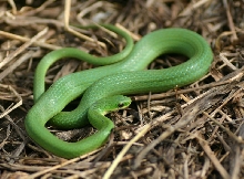 Smooth Green Snake