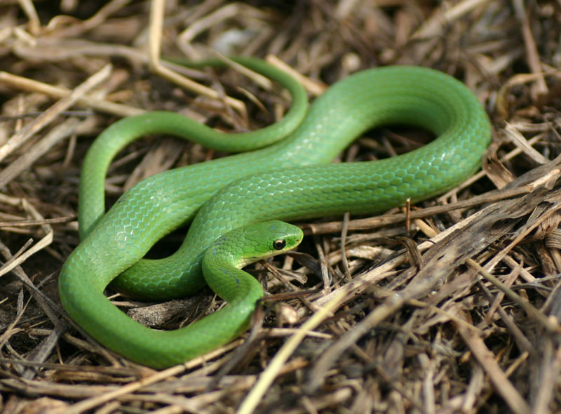 Smooth Green Snake