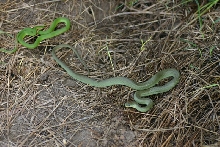 Smooth Green Snake